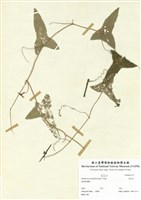 藏品(馬皎兒)的圖片